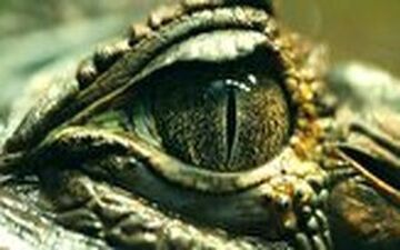 ویدیو/ سرعت خیره کننده یک تمساح در لحظه شکار