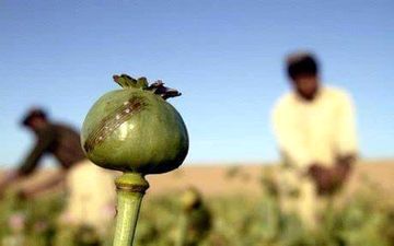 برخورد جدی با کشت خشخاش در کرمانشاه/ فروش خشخاش در عطاری‌ها جرم است 

