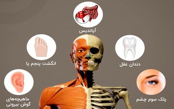 این اعضای بدن همیشه بیکارند؟!
