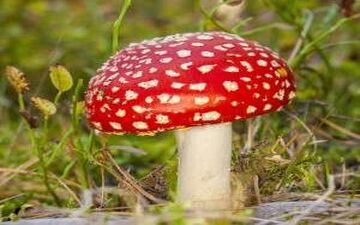 دست زدن به قارچ‌های سمی چه خطراتی دارد؟!