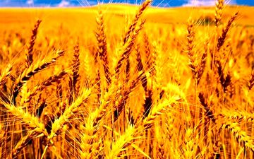 افزایش قیمت گندم جهانی در راه است؟