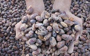 داستان غم انگیز محصولاتی که پس از زحمات فراوان تولید، نابود می شوند!+فیلم