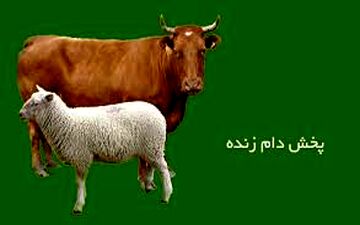  نرخ هر کیلو دام زنده اعلام شد