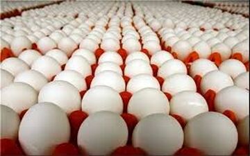دولت ۲۰ میلیارد تومان برای واردات تخم مرغ یارانه داد