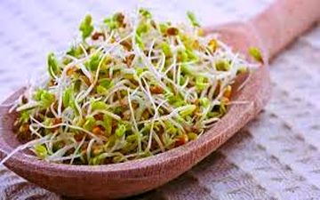 تاثیر مصرف جوانه گندم برای سلامتی/حفظ عملکرد طبیعی بدن با جوانه گندم