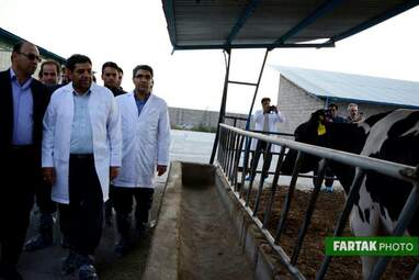 گزارش تصویری بازدید از گاوداری 1000رأسی کاوات در روستای حسن آباد از توابع شهرستان روانسر