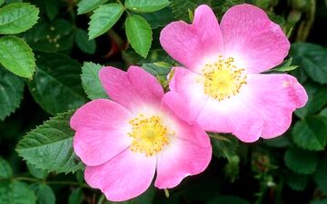 
۱۰ گیاهی که برای درمان کم‌خونی معجزه می‌کند