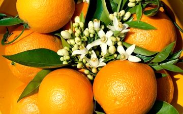 از تمام قسمت های این میوه می توانید استفاده کنید؛ از گل تا پوست