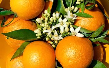 از تمام قسمت های این میوه می توانید استفاده کنید؛ از گل تا پوست