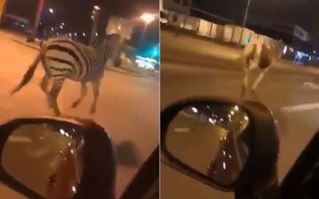 شگفتی شهروندان با دیدن حیوانات سیرک در خیابان! 