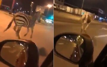 شگفتی شهروندان با دیدن حیوانات سیرک در خیابان! 