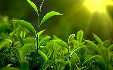 نگاهی به وضع بازار چای ایران + فیلم