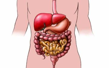 هورمون کوله سیستوکینین چیست؟