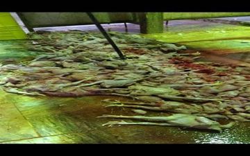 
معدوم سازی 400 قطعه مرغ غیر قابل مصرف انسانی در کرمانشاه
