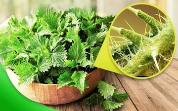 این گیاه گزنده سرشار از ویتامین D و پروتئین است