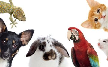 بیماری‌های مرگبار حیوانی را بشناسید؛ از هاری تا تب کریمه کنگو