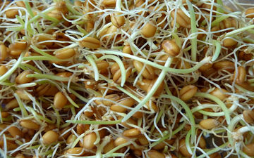 لزوم مصرف جوانه گندم در رژیم غذایی