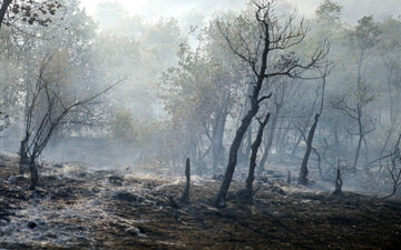 آتش به جان جنگل‌های کلاردشت افتاد