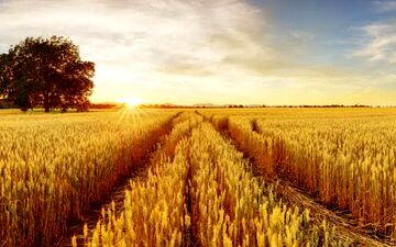 اعلام قیمت خرید تضمینی گندم در ۱۴۰۴ 

