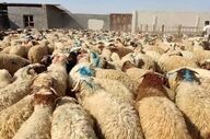 دفتر مولوی عبدالحمید، موضع‌گیری وی درباره اعتراضات را تکذیب کرد