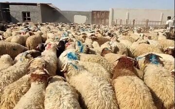 قیمت دام زنده ۱۸ دی ۱۴۰۴ | فاصله گوسفند و گوساله بیشتر شد!