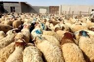 دفتر مولوی عبدالحمید، موضع‌گیری وی درباره اعتراضات را تکذیب کرد