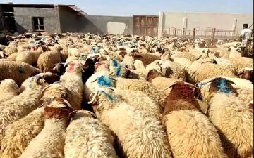 قیمت دام زنده ۱۸ دی ۱۴۰۴ | فاصله گوسفند و گوساله بیشتر شد!
