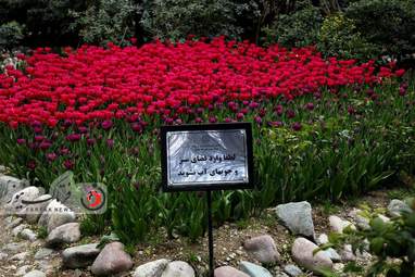 گزارش تصویری از لاله های زیبای بهاری در باغ ایرانی