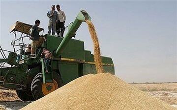  نرخ خرید تضمینی گندم بدون افزایش قیمت اعلام شد