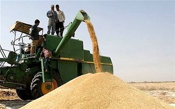  نرخ خرید تضمینی گندم بدون افزایش قیمت اعلام شد