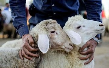 اعلام ساعات و مکان‌های عرضه دام زنده در تهران