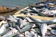 قیمت انواع ماهی ۱۹ اردیبهشت ۱۴۰۵