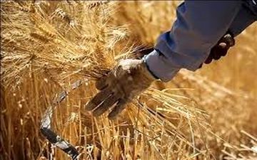 کاهش تولید گندم به خاطر خشک‌سالی