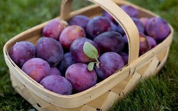 این میوه همه بیماری ها را حریف است

