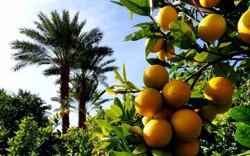 برداشت ۷ هزار و ۵۰۰ تن مرکبات از باغات قصرشیرین   

