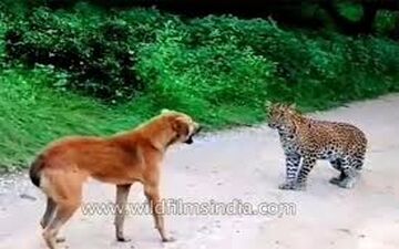 حمله پلنگ به یک سگ و واکنش دیدنی هر دو!+فیلم
