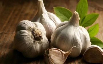 آیا سیر خام ناشتا واقعا برای کاهش وزن مفید است؟