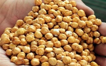واردات بی‌رویه با ارز دولتی و ممنوعیت صادرات، نخود ایرانی را به انزوا کشانده است