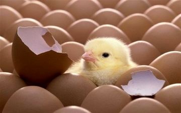 درخواست ۲ نماینده مجلس برای برخورد با عاملان جوجه کُشی
