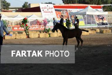  چهارمین جشنواره ملی زیبایی‌های اسب (تاق‌بستان)  جشنواره اسب اصیل کُرد
