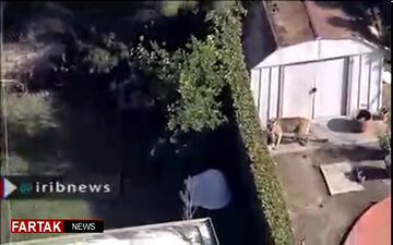 ورود شیر وحشی به یک منزل مسکونی! + فیلم