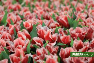 گزارش تصویری از پیاده راه لاله برای مادران 