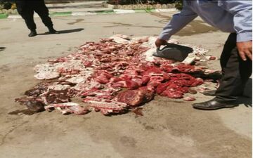 جمع آوری و امحاء بیش از 650 کیلو گرم گوشت کشتار غیرمجاز  شهرستان کرمانشاه