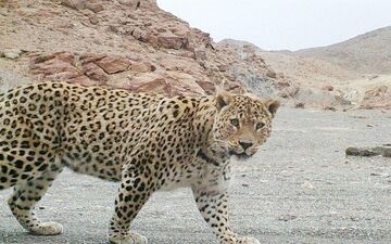 حمله یک پلنگ گرسنه به دامداری گوسفندان در خراسان شمالی