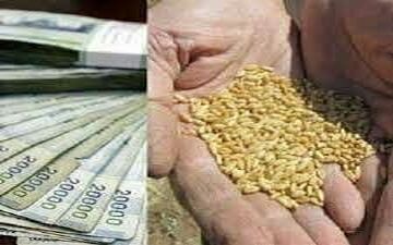 ‍ آغاز پرداخت خسارت خشکسالی به کشاورزان دیم‌کار کرمانشاه
