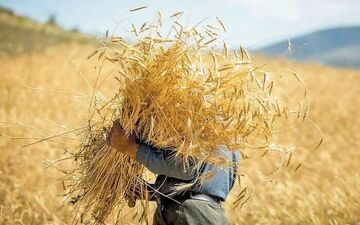 پرداخت ۲۰ هزار میلیارد ریال به گندم‌کاران کهگیلویه و بویراحمد