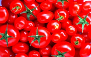 دلیل افزایش دو برابری قیمت گوجه فرنگی