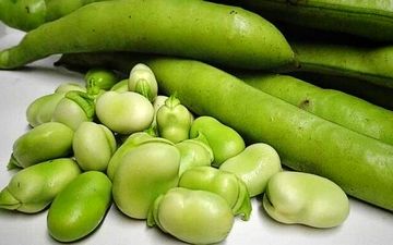 مصرف باقلا به چه افرادی توصیه نمی‌شود؟| باقلا مضر است یا مفید؟

