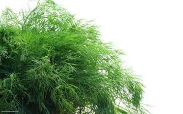 گیاهی که به پادشاه گیاهان معروف دارویی است 