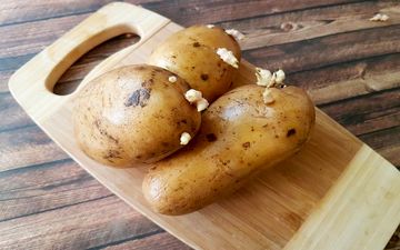 خوردن سیب زمینی جوانه زده ضرر دارد؟